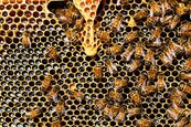 買房竟藏「恐怖房客」45萬隻蜜蜂　美夫妻傻眼：到處流蜂蜜