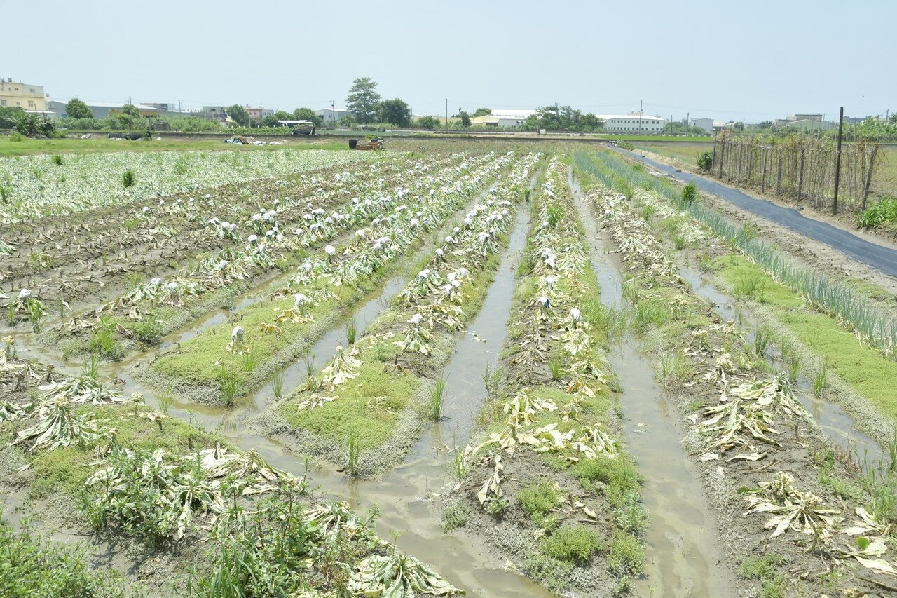 彰化縣福興鄉白花椰菜因連日大雨受損嚴重。記者林敬家/攝影