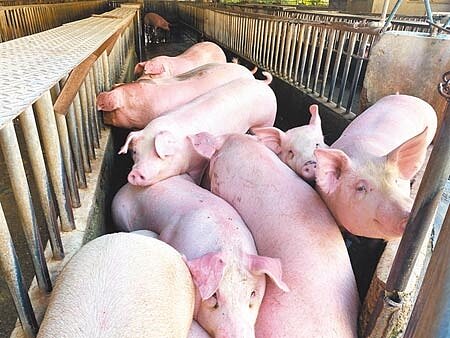 嘉義縣肉品市場的待拍賣毛豬。(張亦惠攝)