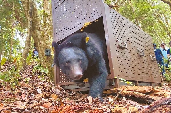 受困的黑熊經照養後恢復良好，15日野放。圖／台東林管處提供
