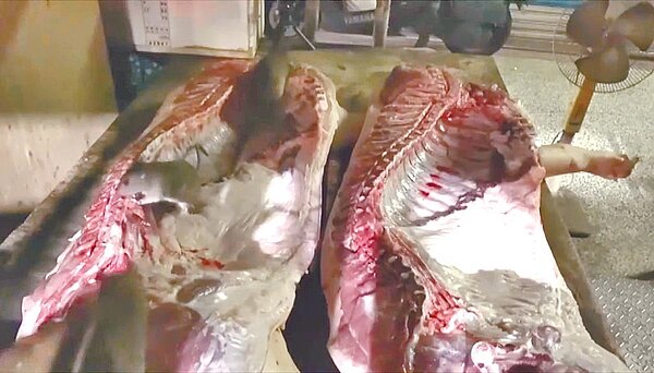 基隆市仁愛區華三街市集某間豬肉攤商將宰殺後豬隻暴露放置在攤位上,未妥善處理,成為老鼠自助吧。圖/翻攝照片/陳彩玲基隆傳真