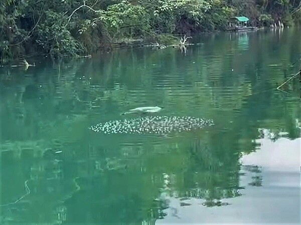 日月潭外來種「魚虎」成體（泡泡上方）護幼體魚虎求群攻產生大量氣泡，潭水像滾了一般。圖／「日月潭一等高」提供
