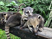 高雄友善動物園明年9月完工　休園期間改推線上動物園