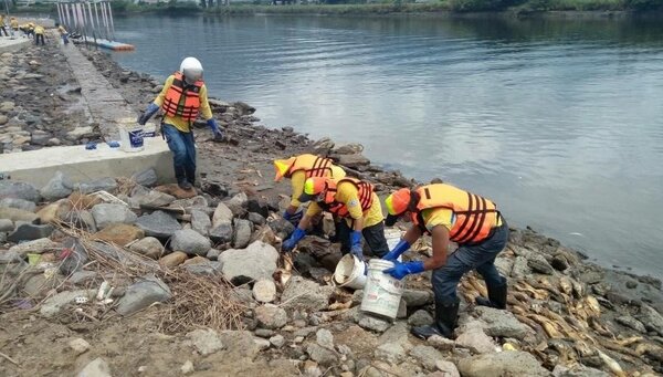 河岸橋墩旁也是環境衛生的重點之一，義工們幫忙清掃岸邊死亡的烏魚屍體。圖／取自謝文加FB粉絲專頁
