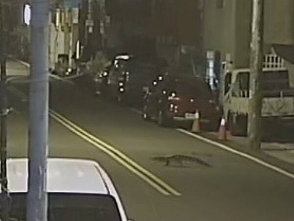 新竹縣竹北市中華路125巷附近,傳出有一隻寵物鱷魚,疑似趁著家門未關好溜出去遊蕩。圖/竹北市民代表朱健銘提供