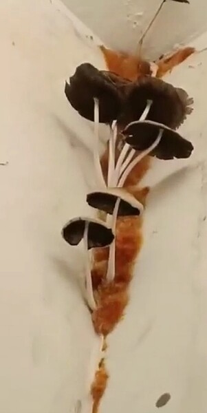 Emma租的套房竟長出香菇群。圖/截自《爆料公社二社》