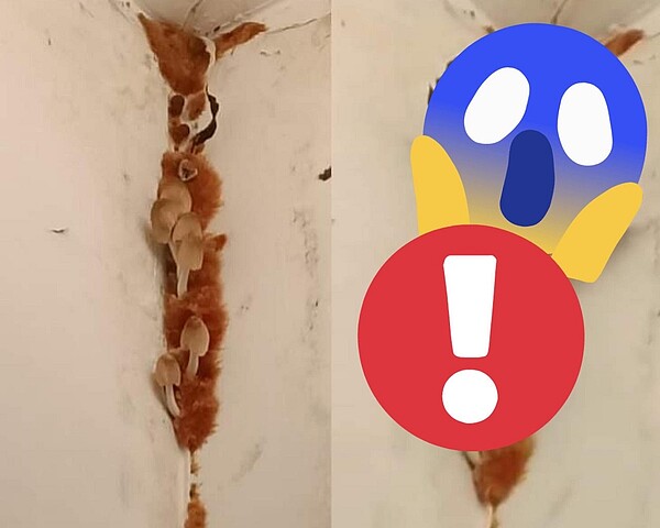 Emma記錄香菇的生長進度,沒想到短短半天已經長到7公分大。圖/截自《爆料公社二社》