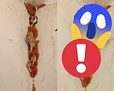 正妹租台中2.2萬套房慘變「香菇園」！網傻眼：感覺孢子飛到肺裡