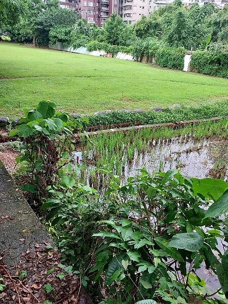 菜園欣欣向榮。圖/鳳珠攝