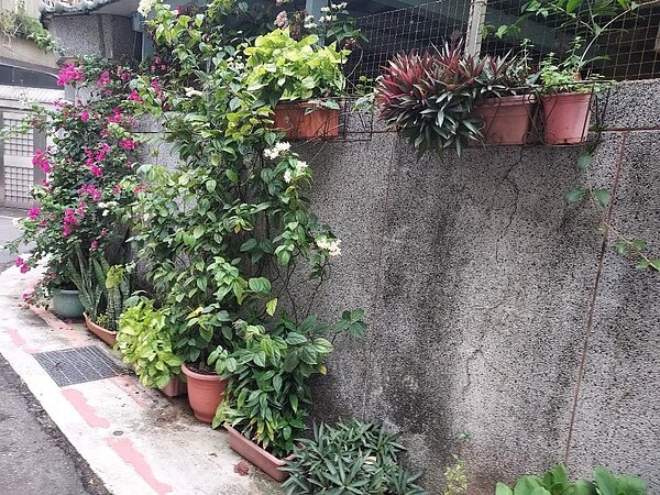 大街小巷擺放盆栽增添綠意。圖／鳳珠攝

