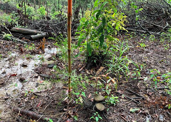 北美館2020台北雙年展碳中和案引爭議,有學者發現,台灣肖楠疑似變成「翠柏(中國肖楠)」。圖/樹保專家廖鎮洲提供