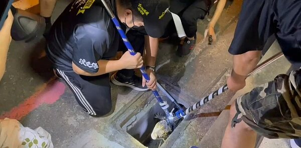 眼鏡凱門鱷魚「小鱷」在水溝被尋獲,眾人用工具將牠從水溝中抓出。圖/新竹縣議員林禹佑提供