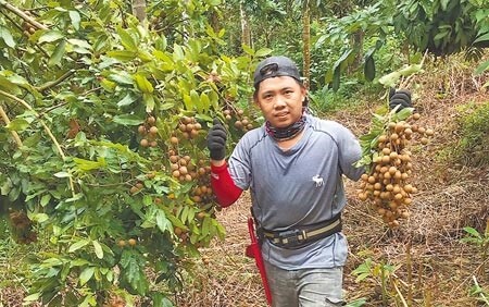 大里青農廖秉弦表示，近期因豪雨打落太多未成熟的龍眼，樹上好的沒剩多少，產量比去年減少約6成。圖／黃國峰攝