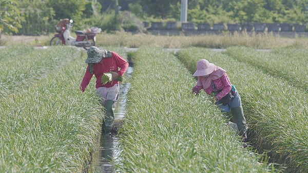 種植和採收韭菜花費人工,大雨災害韭菜花受損,帶動價格上漲。記者簡慧珍/攝影