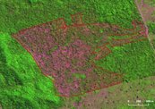 10年來最廣！巴西亞馬遜雨林減少近三分之一個台灣