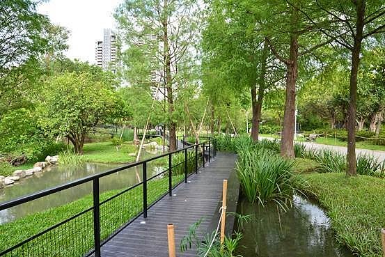 大安森林公園內新設落羽松步道，民眾可以從各種角度觀察落羽松。圖／台北市公園處提供