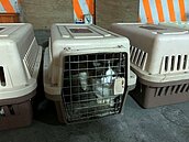 國際處置…走私動物多安樂死