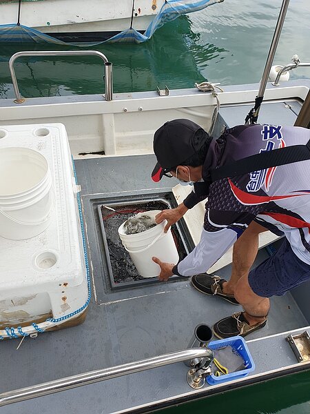 台中今年已於7月2日、13日及8月12日分三梯次放流高經濟價值漁獲四絲馬鮁魚苗。圖／台中市農業局提供
