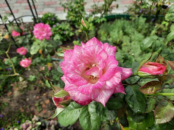 「奇蹟」花瓣為桃紅白色絞紋,高心杯狀花型,為巴龍洛察在臺灣的芽變品種。圖/台北市工務局提供