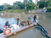 去年迄今21人溺斃　愛河親水公園蒙陰影