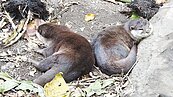 北市動物園迎客　動物重新適應人流