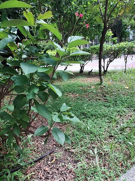 樂活的綠色願景。圖／里長提供
