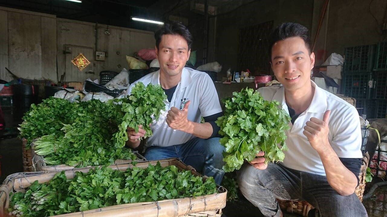 北斗鎮地勢較高，香菜受損相較較少，但價格仍高漲，北斗香菜生產合作社顏氏兄弟比照往年委託廠商製作香菜月餅。記者簡慧珍／攝影