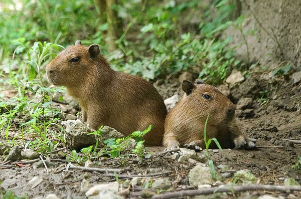 水豚君第二代「妹妹」,在今年7月30日順利產下兩隻寶寶。圖/北市動物園提供