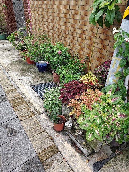 改造老社區。圖／里長提供
