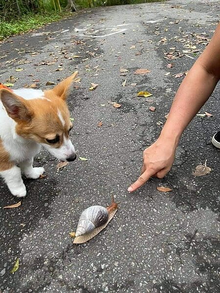 毛小孩的樂園。圖／里長提供
