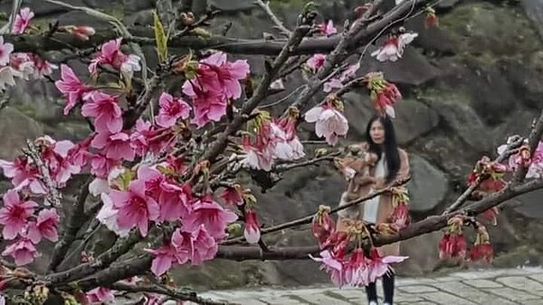 櫻花盛開好風光。圖／里長提供