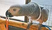 走私非洲灰鸚鵡輕判6月　鳥兒卻賠命