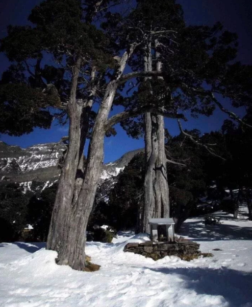 全台最高的雪山翠池土地公有山友列為翠池三景之一，現已成歷史。圖／雪霸國家公園保育志工提供
