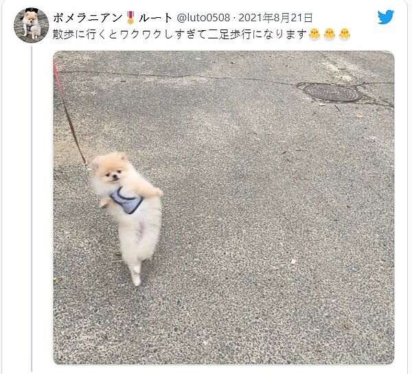 初次散步太興奮 博美化身 奇行種 狂奔網笑翻 太可愛了 好房網news