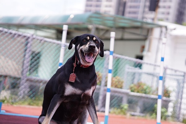 國際狗狗日帶狗上班免費施打狂犬病。圖／新北市府提供