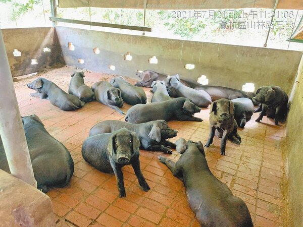 行政院27日宣布9月1日起至30日止全國停用廚餘餵豬，桃園養豬協會總幹事彭金松表示，這是不可能的任務。圖／桃市農業局提供