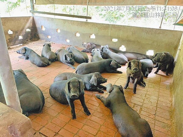 行政院27日宣布9月1日起至30日止全國停用廚餘餵豬,桃園養豬協會總幹事彭金松表示,這是不可能的任務。圖/桃市農業局提供