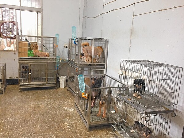 新北市籍漁船走私154隻名種貓,檢方查到下單源頭是高雄燕巢經營寵物業的林政龍,並在他的養殖場內查獲20多隻臘腸狗、法鬥等名種狗。圖/讀者提供