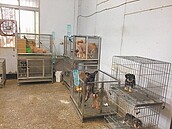 走私貓下單人遭押　養殖場查獲犬隻