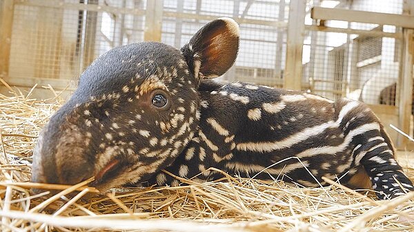 台北市立動物園針對馬來貘寶寶舉辦「貘法少女」命名活動。圖／台北市立動物園提供