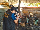 走私貓養殖場犬隻　高市查無不法