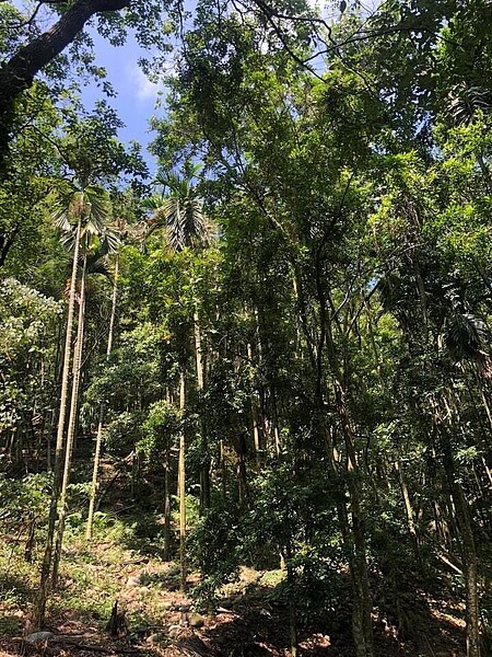 台灣生態協會前理事長楊國禎指出，別再獵巫檳榔樹，九九峰石灼巷山溝，樹下種烏心石造林大成功。圖／取自楊國禎臉書