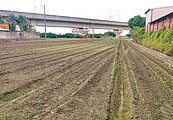 因應極端氣候　預防地層下陷　雲林高鐵沿線種高粱