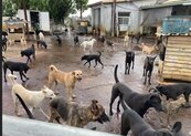 租約到期地主想賣地　彰化民間流浪犬收容所400隻毛孩恐無家可歸