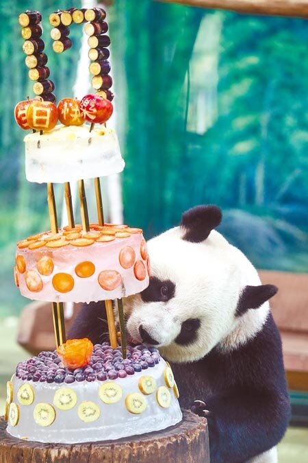 台北市立動物園大貓熊「團團」、「圓圓」（見圖）生日僅差2天，動物園昨特別舉辦生日趴來幫2隻貓熊歡度17歲生日。（鄧博仁攝）