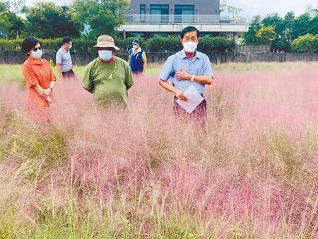 南投縣長林明溱（右），30日視察集集鎮粉黛亂子草移除進度。（廖志晃攝）