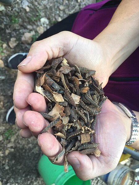 黑水虻是僅次於蜜蜂,對人類最有用昆蟲,牠是雙翅目水虻科的腐食性昆蟲,在自然界以廚餘、動物糞便、動植物屍體等腐爛有機物為食,是自然界碎屑食物鏈重要一環。記者魯永明/翻攝