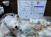 絕育計畫奏效　新北預計明年遊蕩犬再降10％