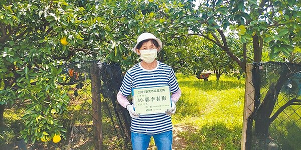 郭李春梅曾參加過3次台南市文旦大賽，今年終於如願以償地得到特等獎「文旦王」殊榮。（台南市政府農業局提供／張毓翎台南傳真）