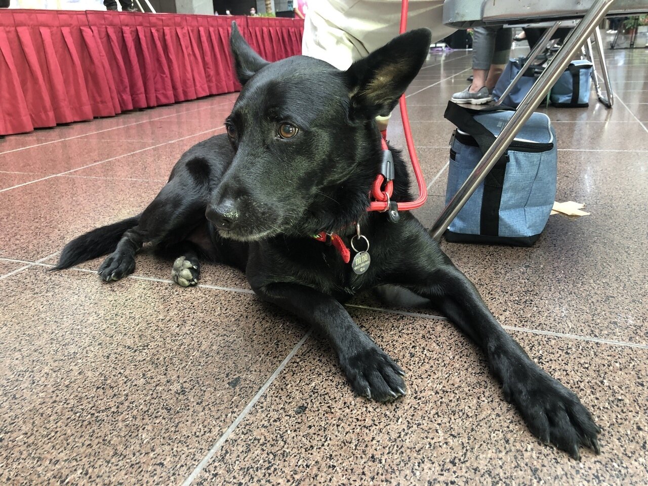 台北市政府今天舉辦「動物保護月」啟動儀式,邀請寵物家家到現場;黃珊珊被問及動物之家選址爭議時,表示絕對不會影響到野生動物。記者鍾維軒/攝影